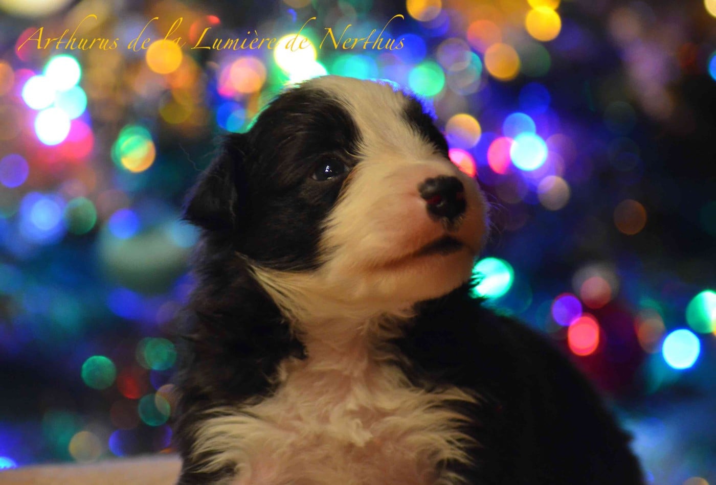 Arthurus de la Lumière de Nerthus