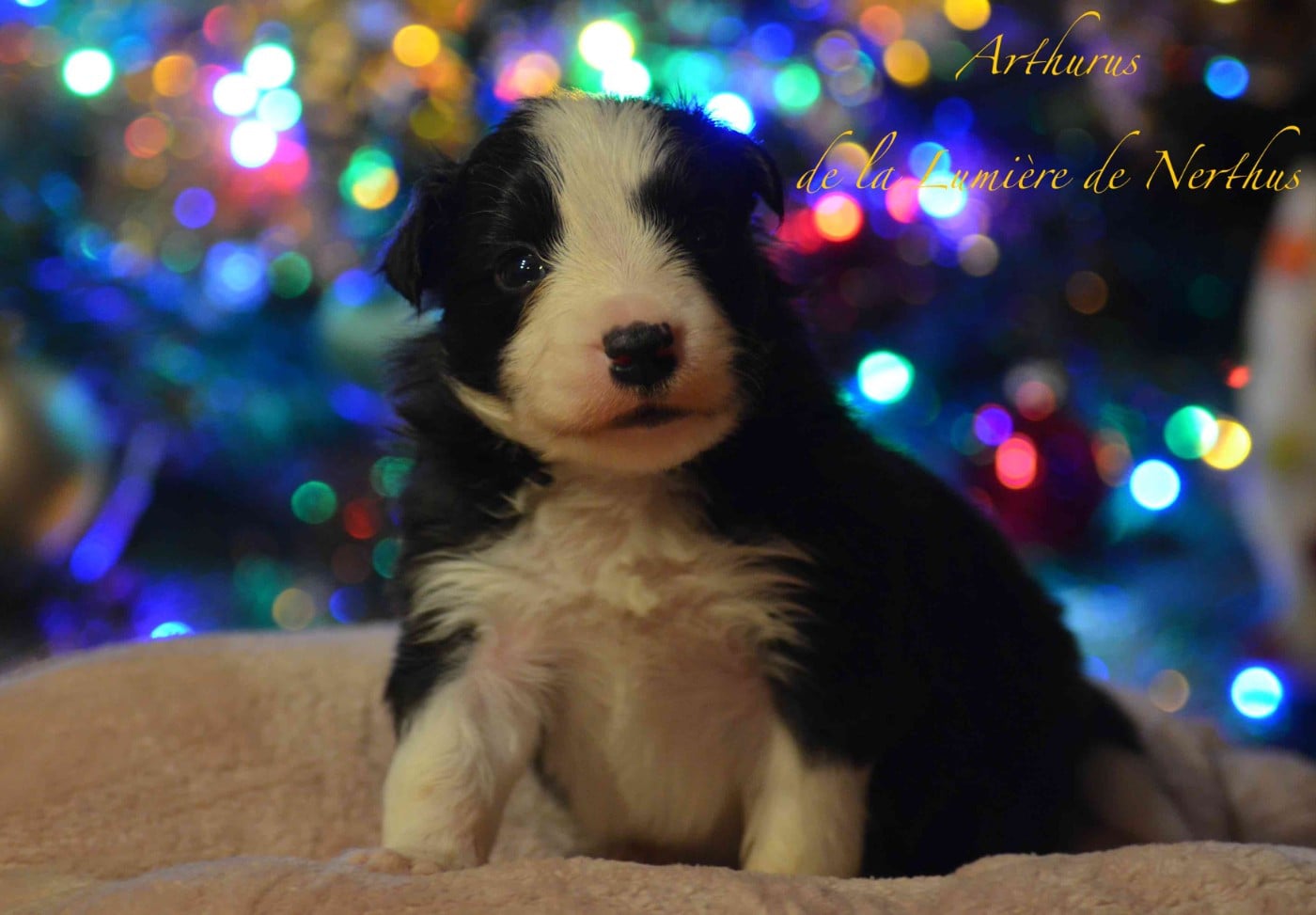 Arthurus de la Lumière de Nerthus