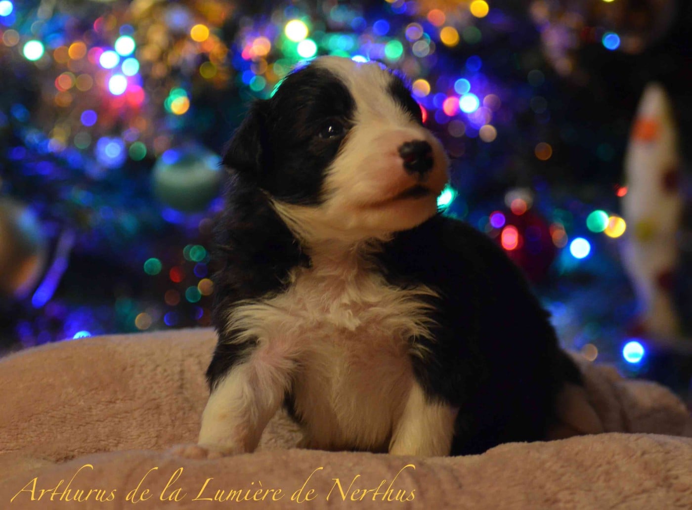 Arthurus de la Lumière de Nerthus