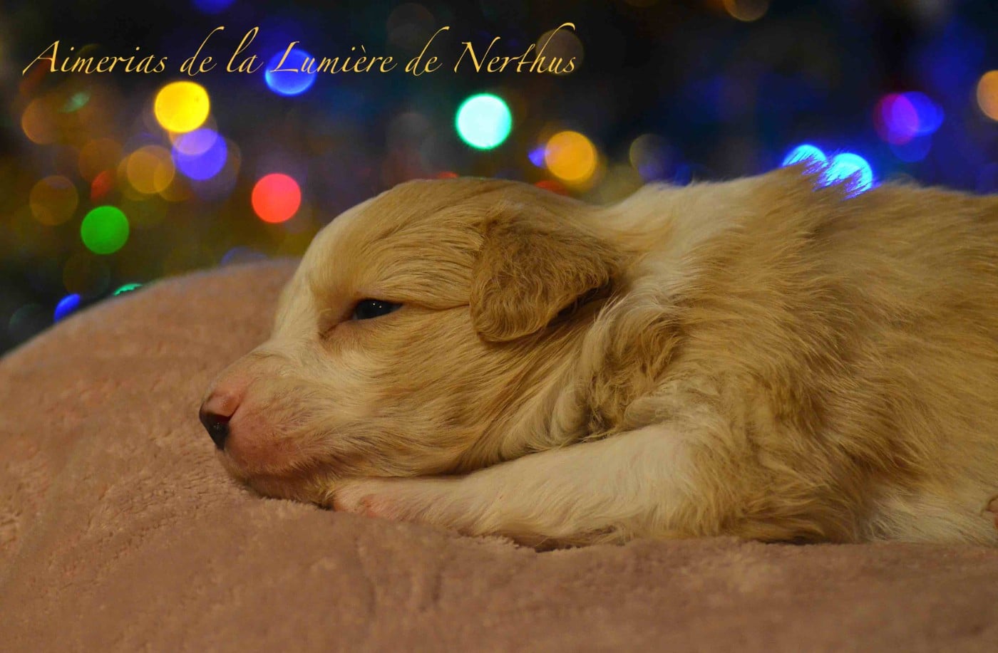 Aimerias de la Lumière de Nerthus