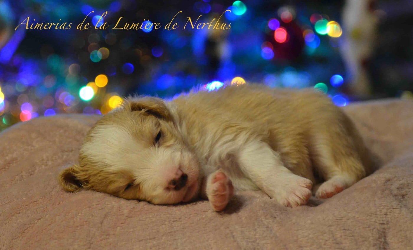 Aimerias de la Lumière de Nerthus