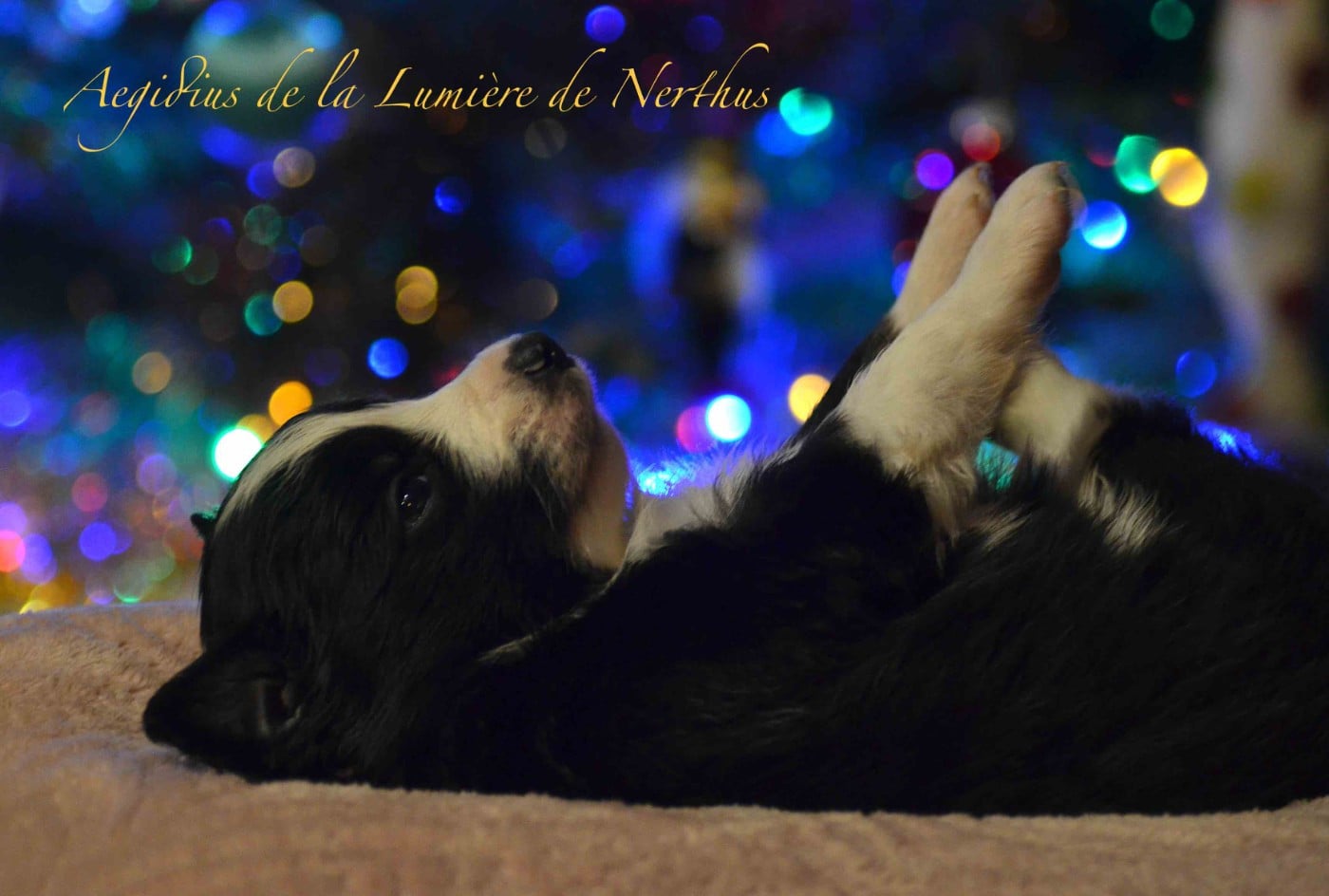 Aegidius de la Lumière de Nerthus