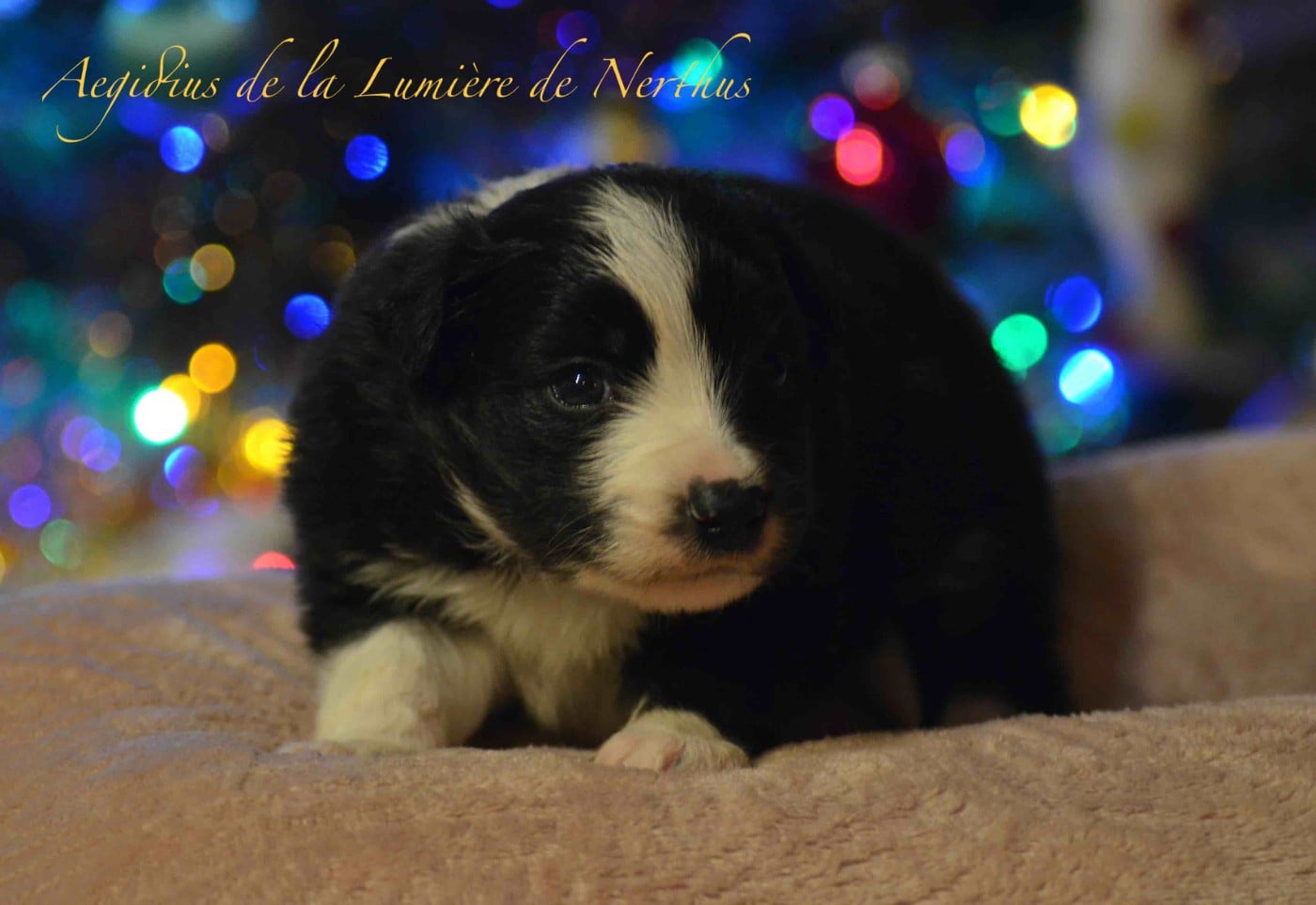 Aegidius de la Lumière de Nerthus