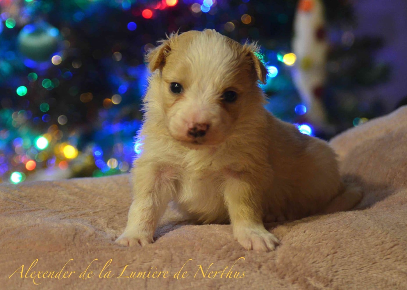 Alexender de la Lumière de Nerthus