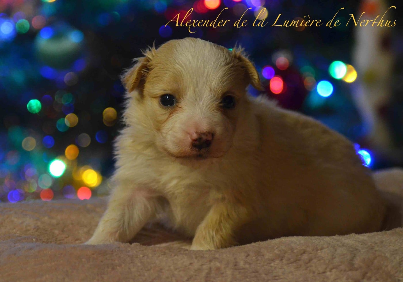 Alexender de la Lumière de Nerthus