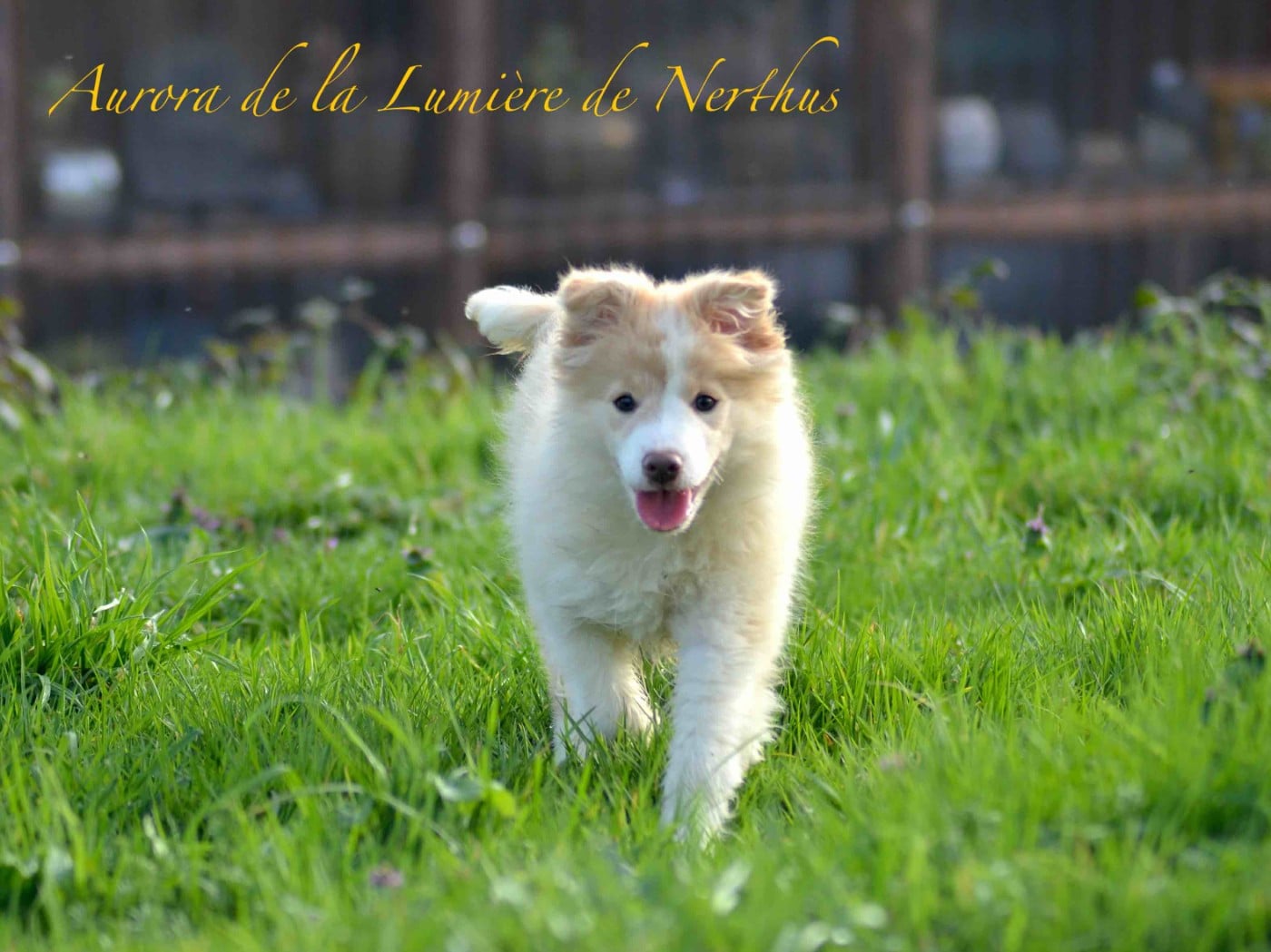 Aurora de la Lumière de Nerthus