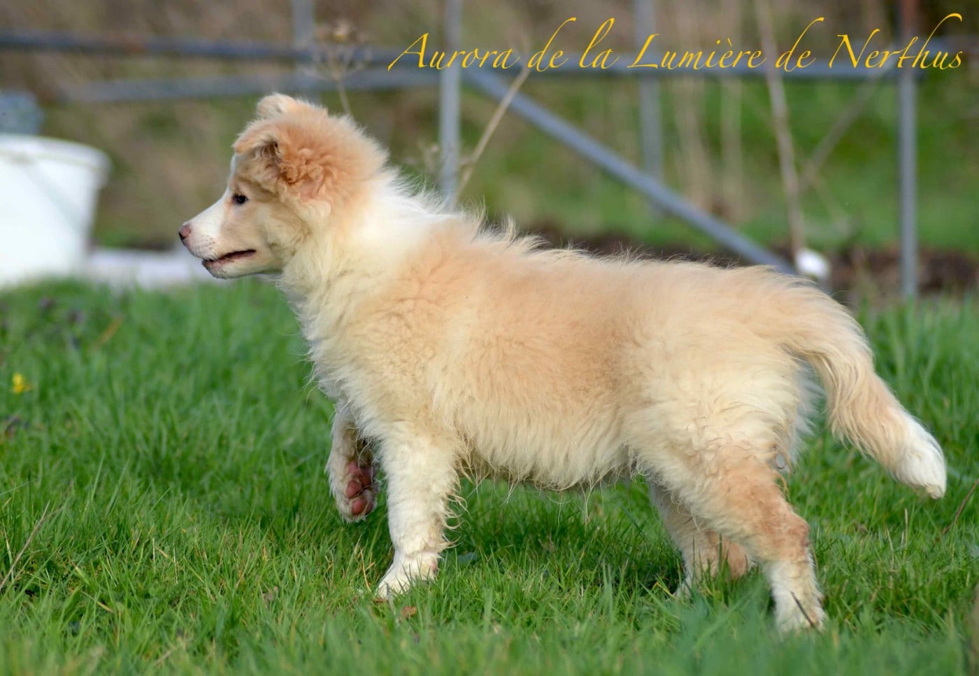 Aurora de la Lumière de Nerthus