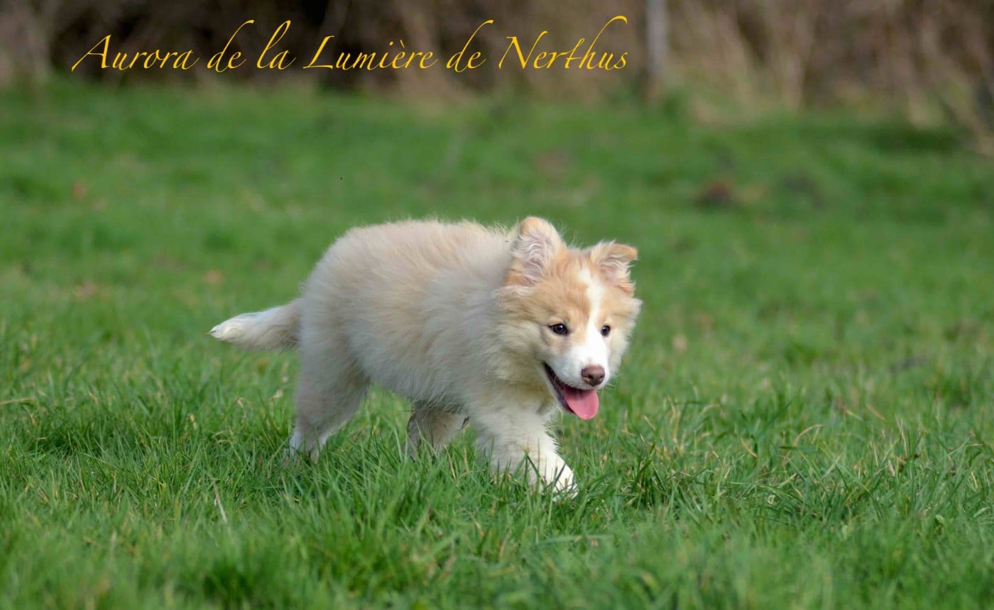 Aurora de la Lumière de Nerthus