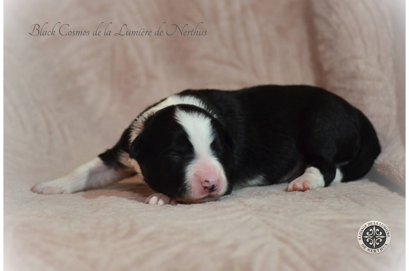 Black Cosmos de la Lumière de Nerthus - Border Collie
