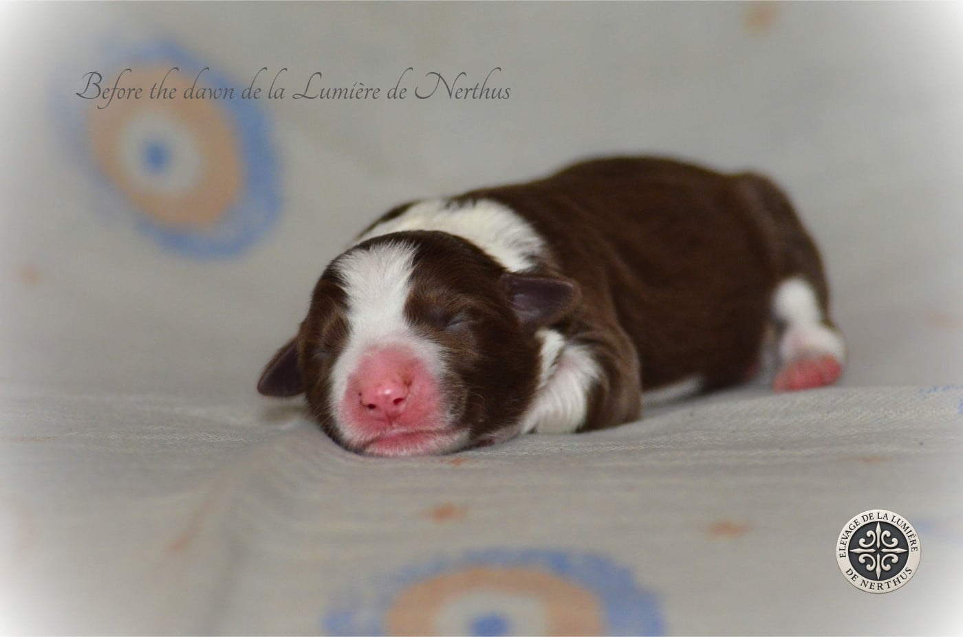 Before the dawn de la Lumière de Nerthus - Border Collie