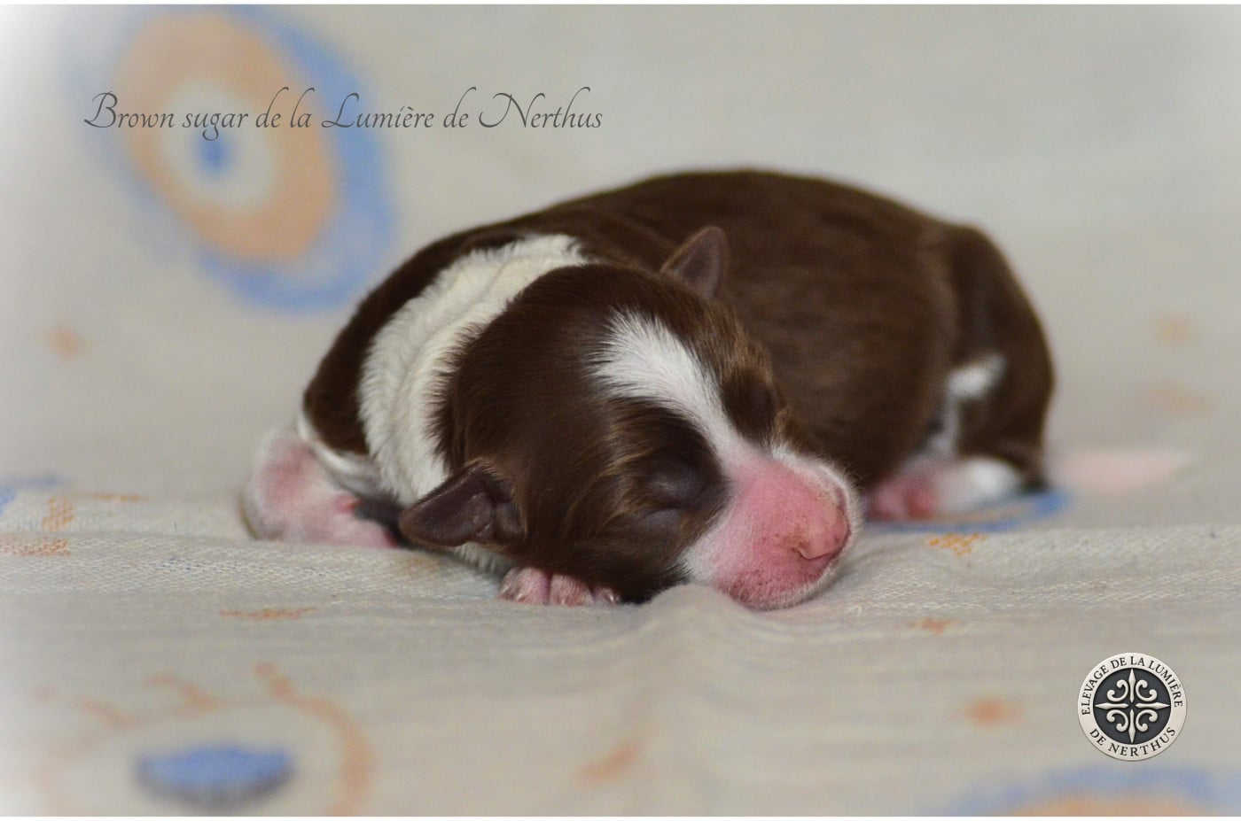 Brown sugar de la Lumière de Nerthus - Border Collie