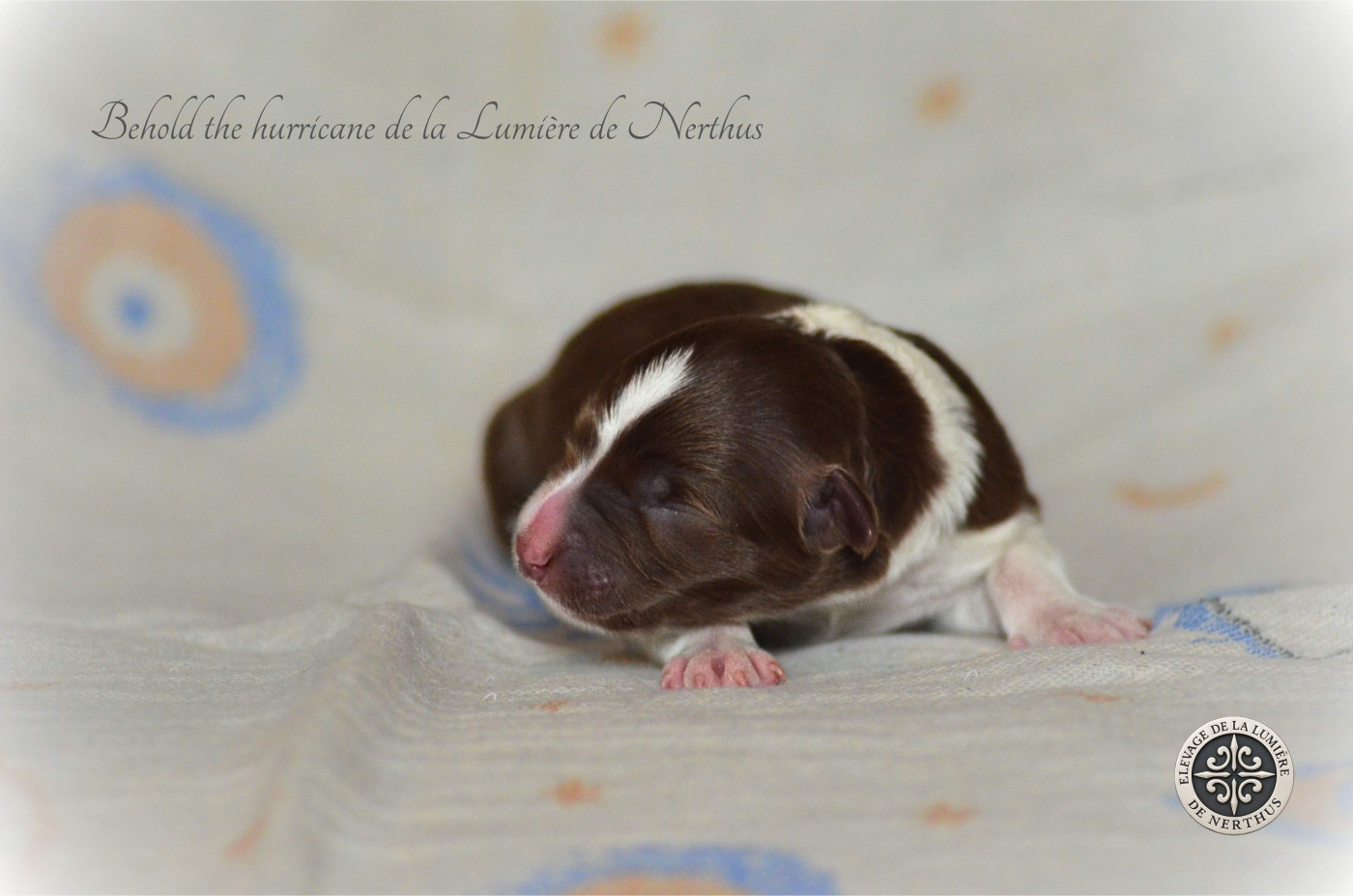 Behold the hurricane de la Lumière de Nerthus - Border Collie