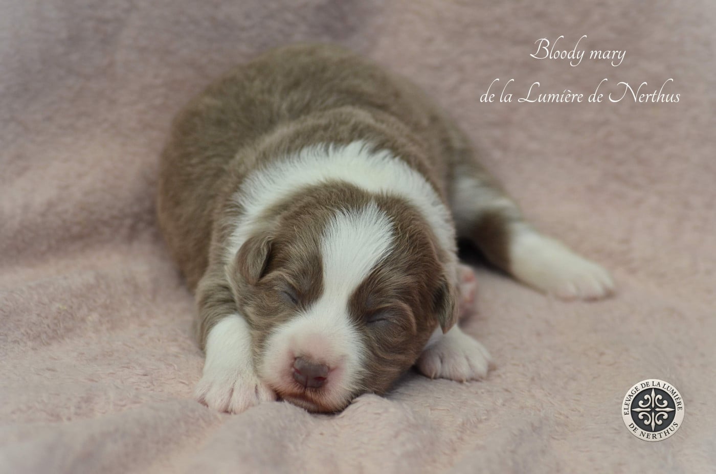 Bloody mary de la Lumière de Nerthus - Border Collie