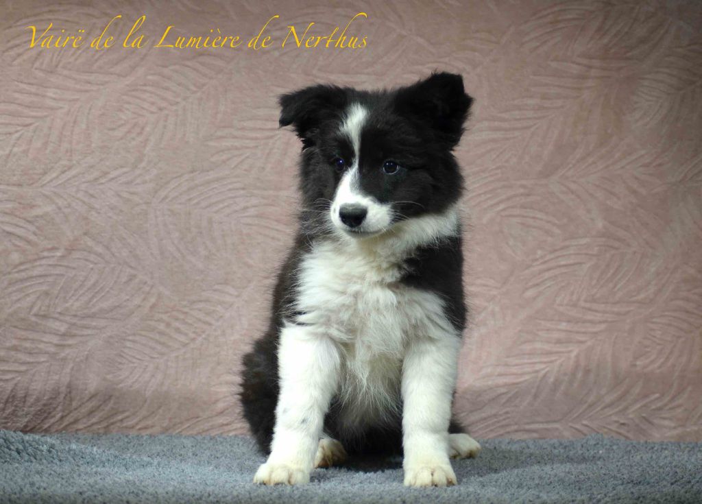 Vairë de la Lumière de Nerthus