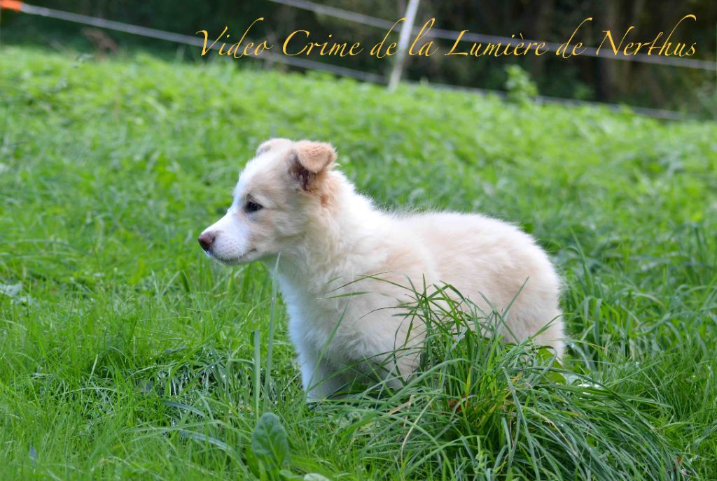 Video Crime de la Lumière de Nerthus