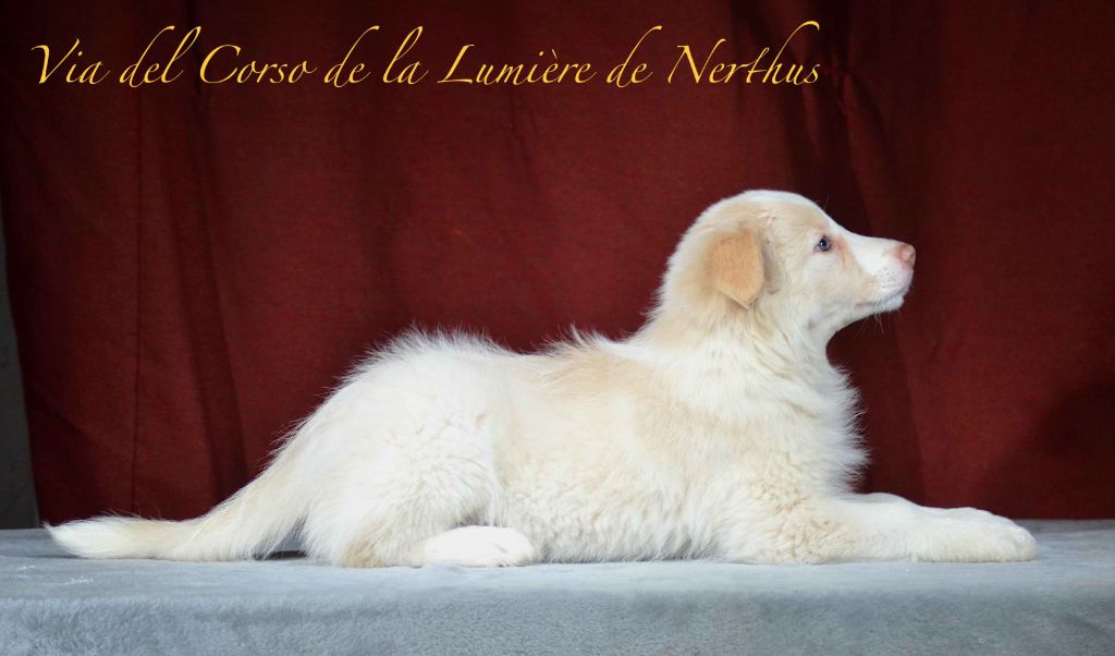 Via del Corso de la Lumière de Nerthus