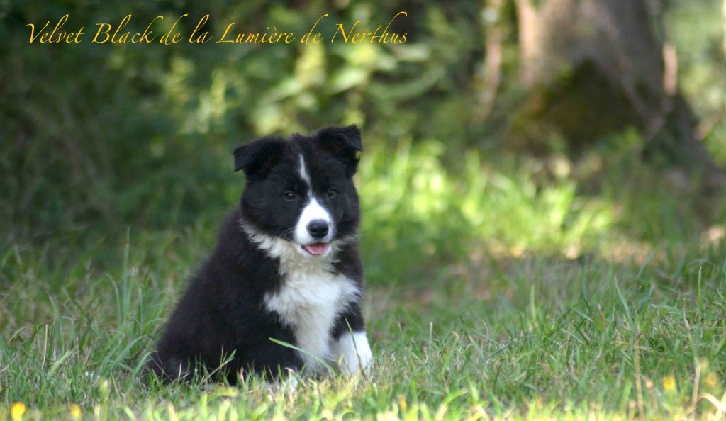 Velvet Black de la Lumière de Nerthus