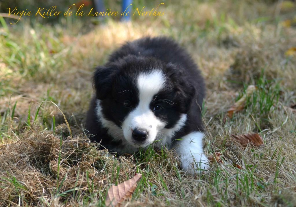 Virgin Killer de la Lumière de Nerthus