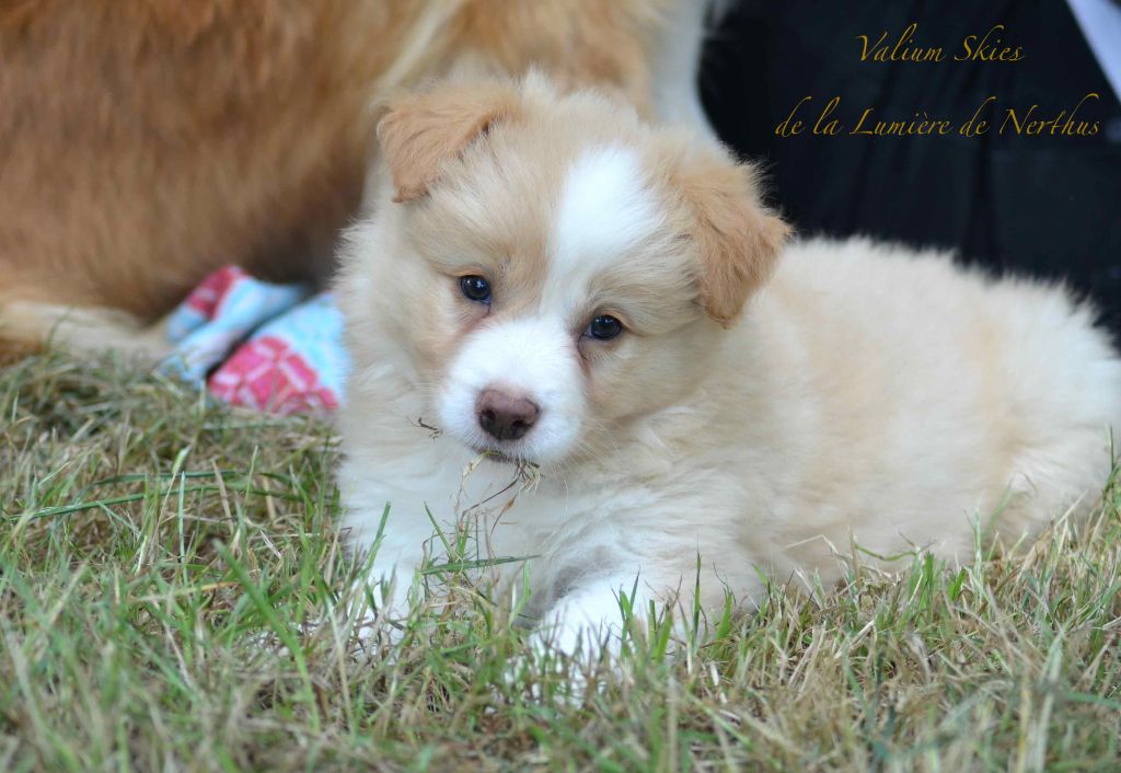 Valium Skies de la Lumière de Nerthus