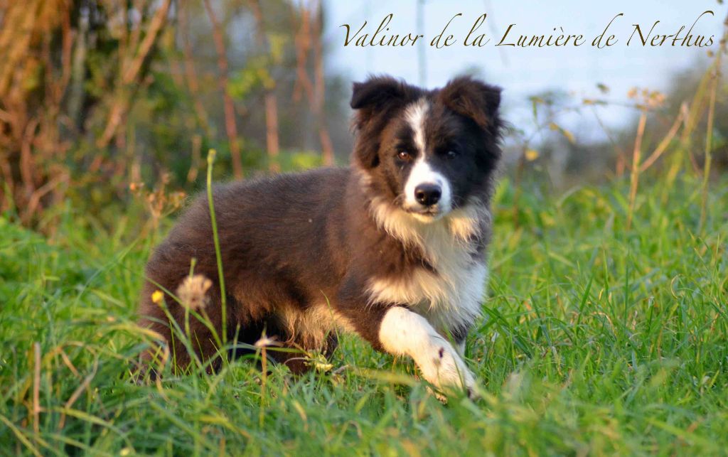 Valinor de la Lumière de Nerthus