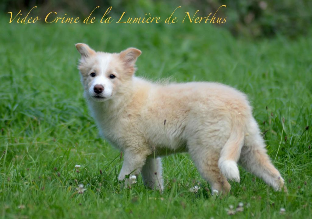 Video Crime de la Lumière de Nerthus