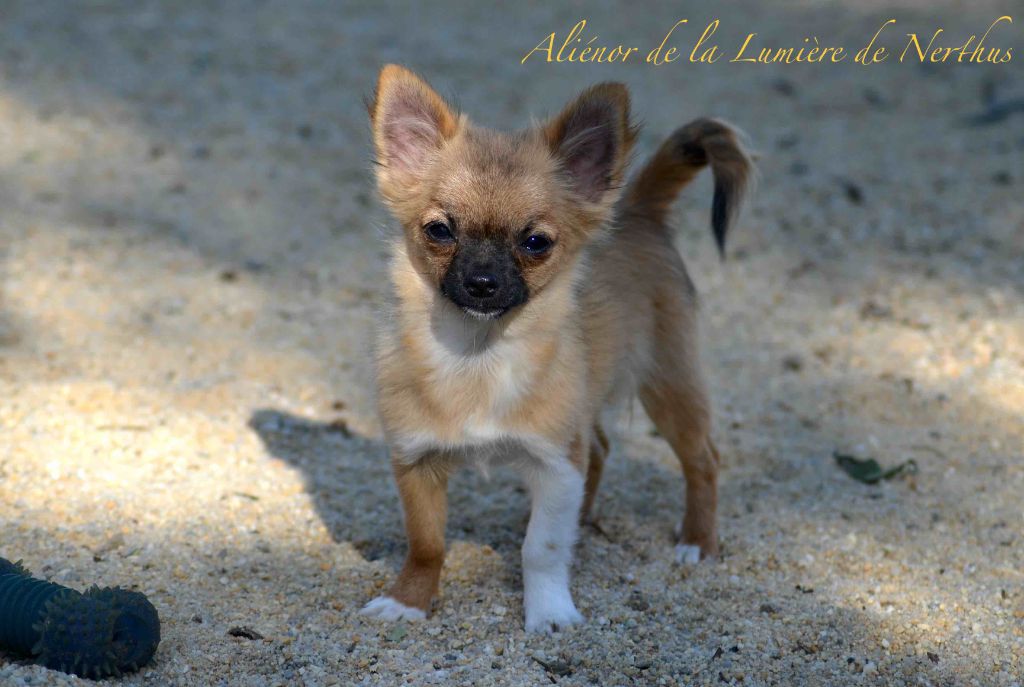 Aliénor de la Lumière de Nerthus