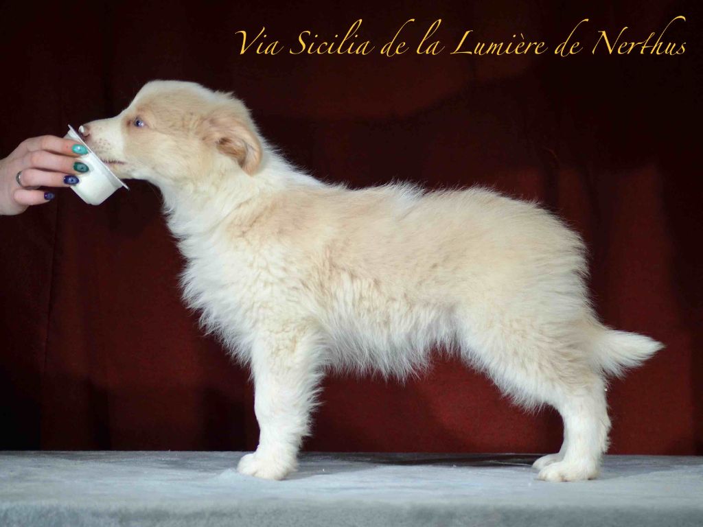 Via Sicilia de la Lumière de Nerthus