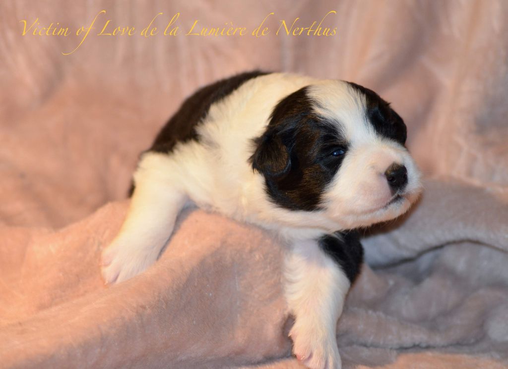 Victim of Love de la Lumière de Nerthus