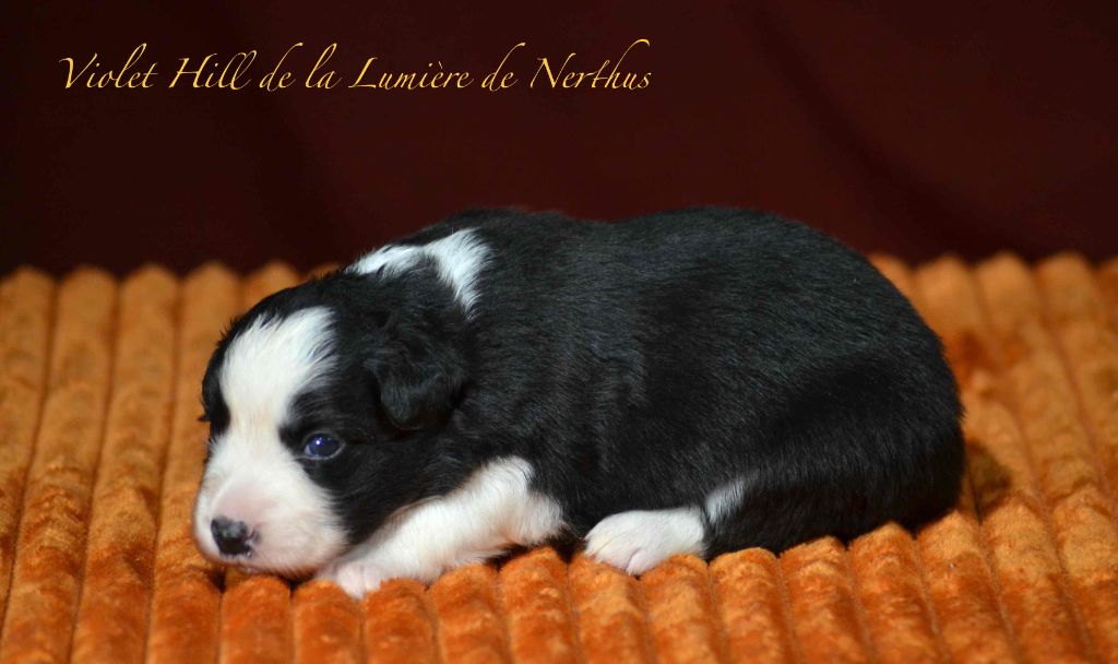 Violet Hill de la Lumière de Nerthus