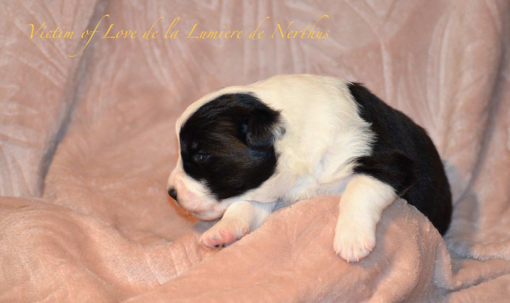 Victim of Love de la Lumière de Nerthus