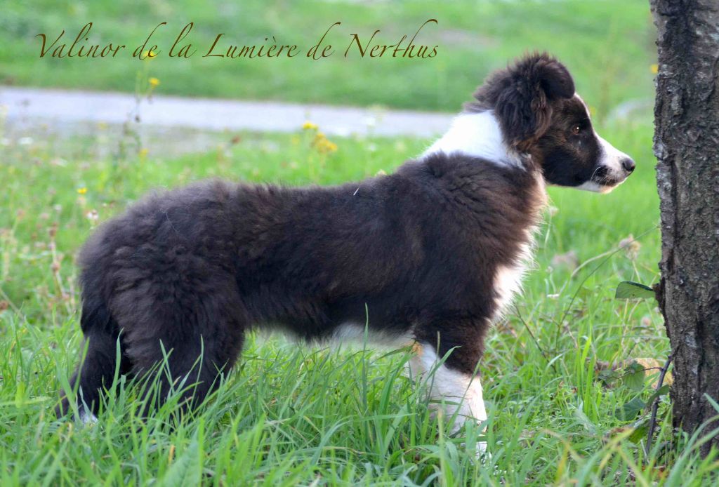 Valinor de la Lumière de Nerthus