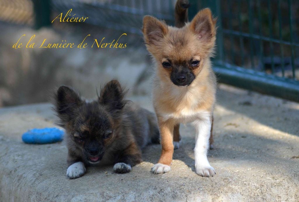 Aliénor de la Lumière de Nerthus