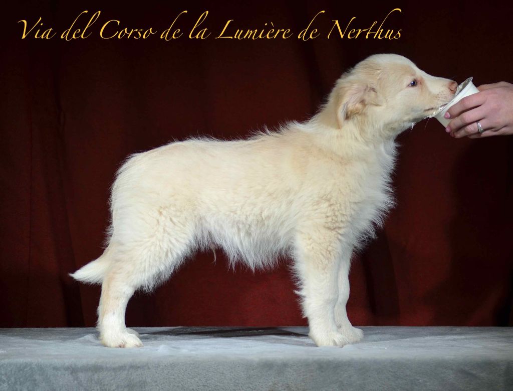 Via del Corso de la Lumière de Nerthus