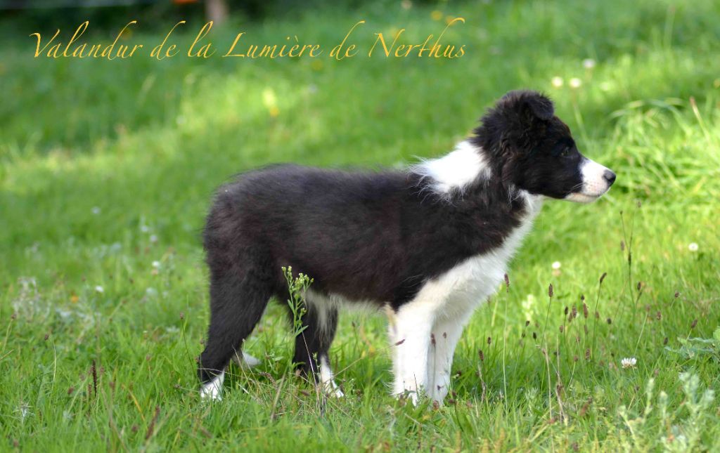 Valandur de la Lumière de Nerthus