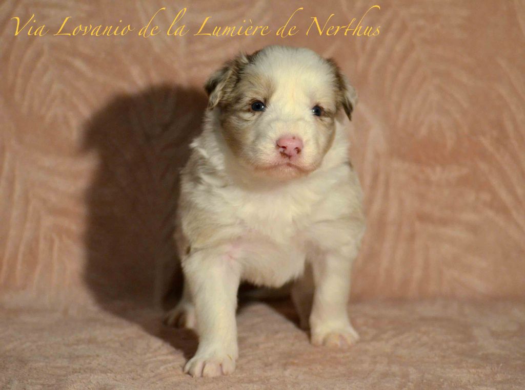 Via Lovanio de la Lumière de Nerthus