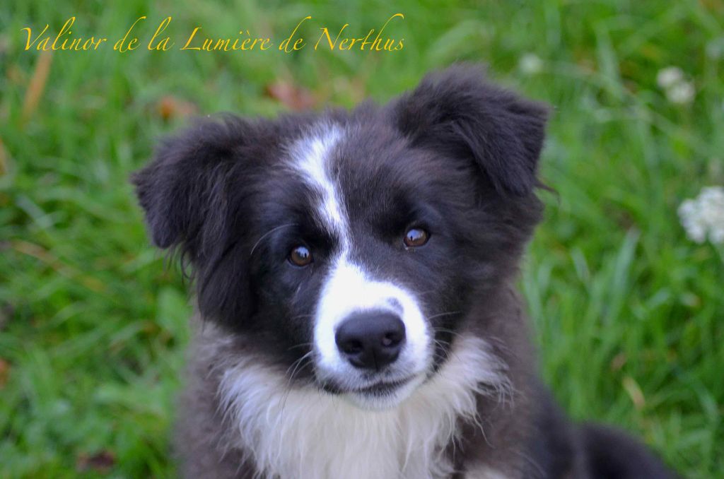 Valinor de la Lumière de Nerthus