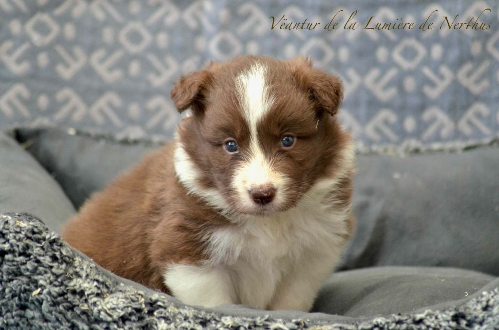 Vëantur de la Lumière de Nerthus