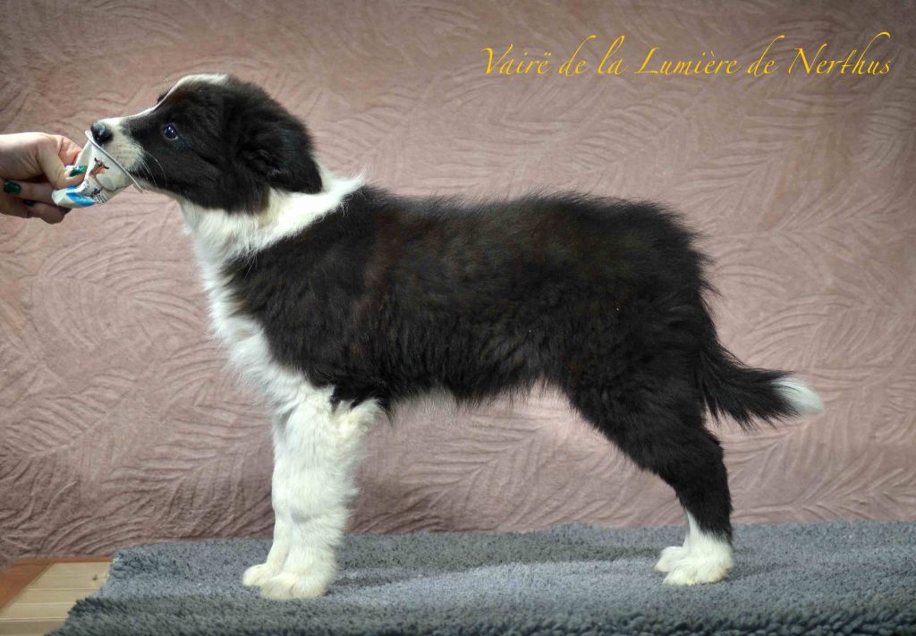 Vairë de la Lumière de Nerthus