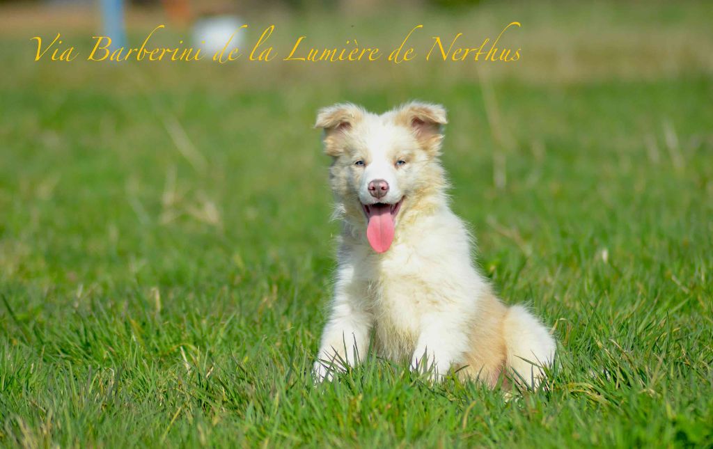 Via Barberini de la Lumière de Nerthus