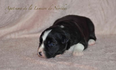 Les chiots de Border Collie