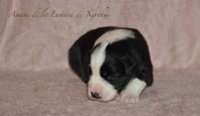 Les chiots de Border Collie