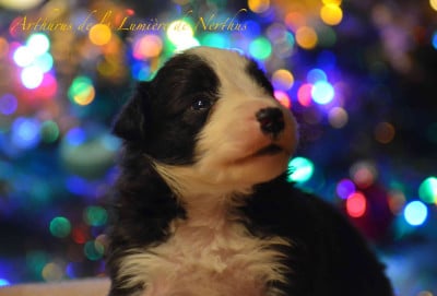 Arthurus de la Lumière de Nerthus - Border Collie