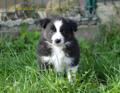Les chiots de Border Collie