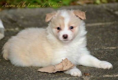 Les chiots de Border Collie