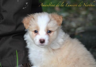Les chiots de Border Collie