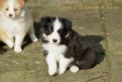 Les chiots de Border Collie