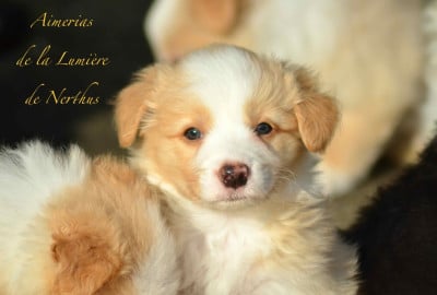 Les chiots de Border Collie