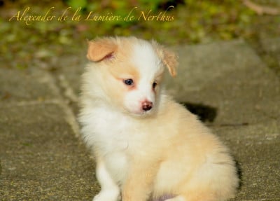 Les chiots de Border Collie