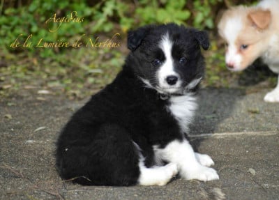Les chiots de Border Collie