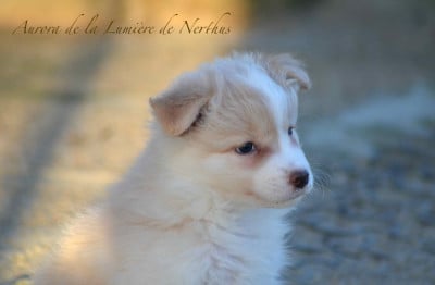 Les chiots de Border Collie